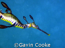 Weedy Seadragon
Phyllopteryx taeniolatus
Taken under Po... by Gavin Cooke 